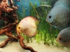 Red spotted Discus